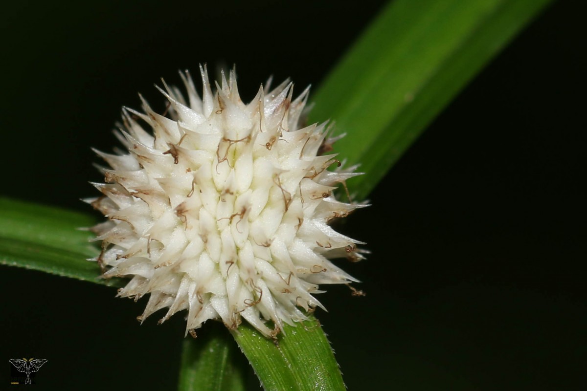 Cyperus mindorensis (Steud.) Huygh